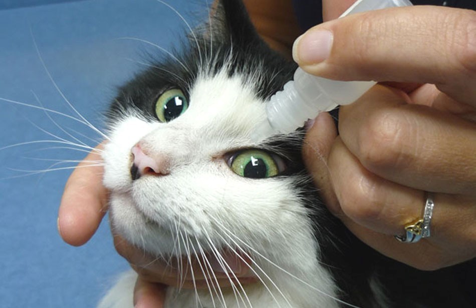 Eye drops for cats