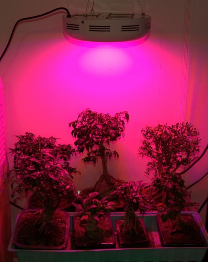 Красный свет для растений для чего