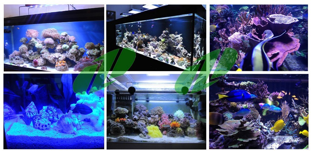 Aquariums with different types of lighting