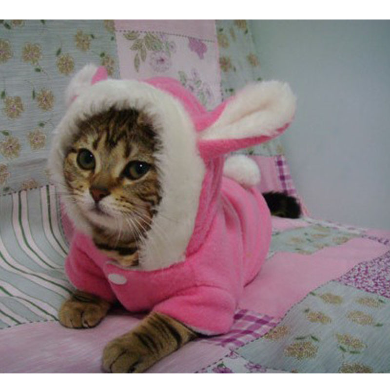 Clothes for cats